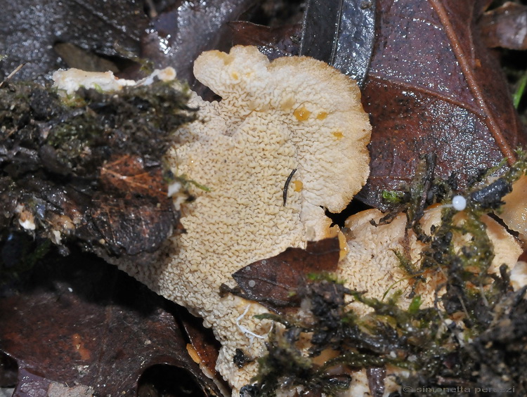 Aphyllophorales particolare (Merulius tremellosus)